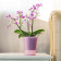 Lot de 3 pots pour orchidées avec réserve d'eau - Arte-dea rose transparent 2 litres